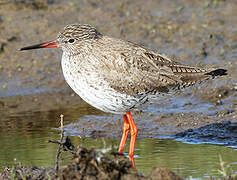 Common Redshank