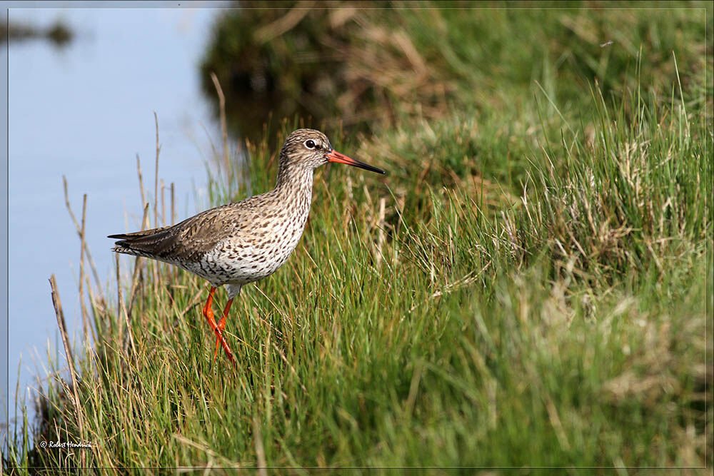 Common Redshank