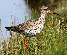 Common Redshank