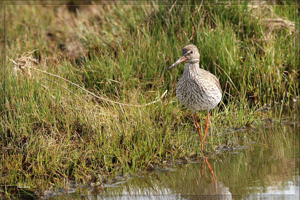 Common Redshank