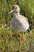 Common Redshank