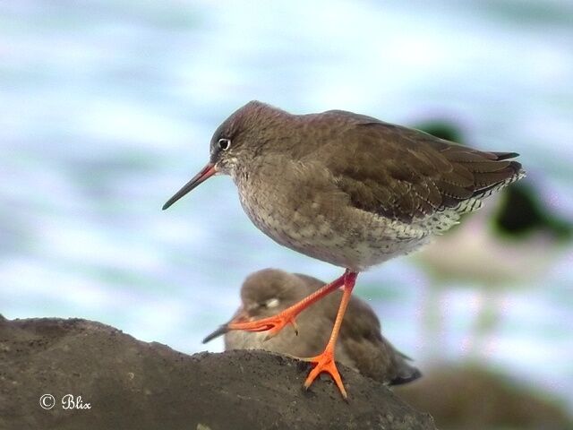 Common Redshank