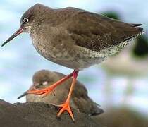 Common Redshank