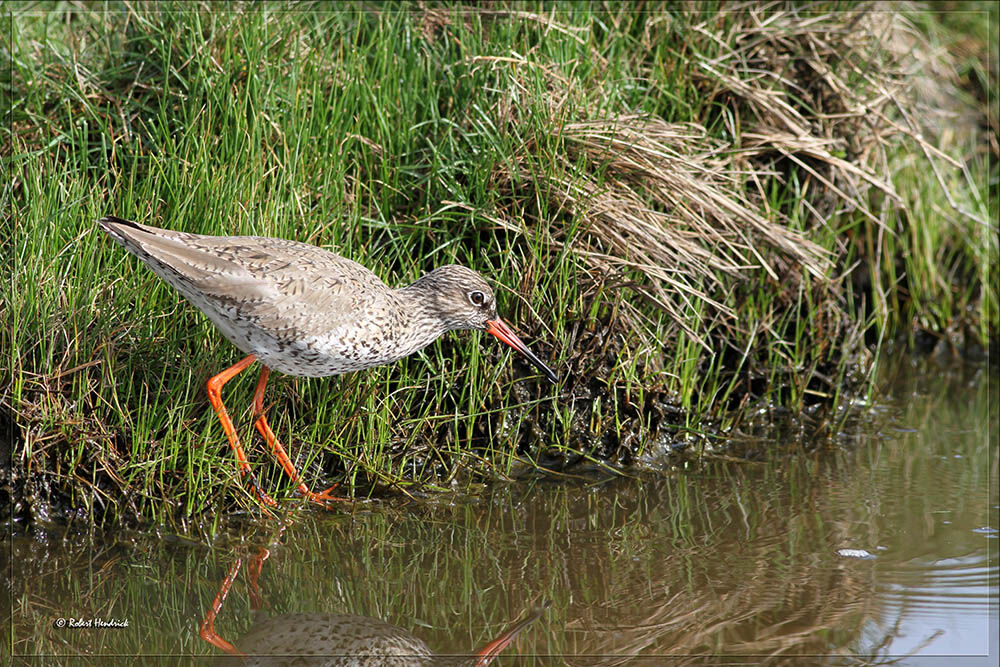 Common Redshank