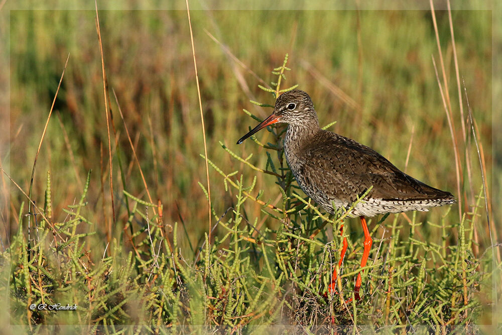 Common Redshank