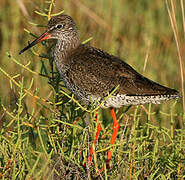 Common Redshank