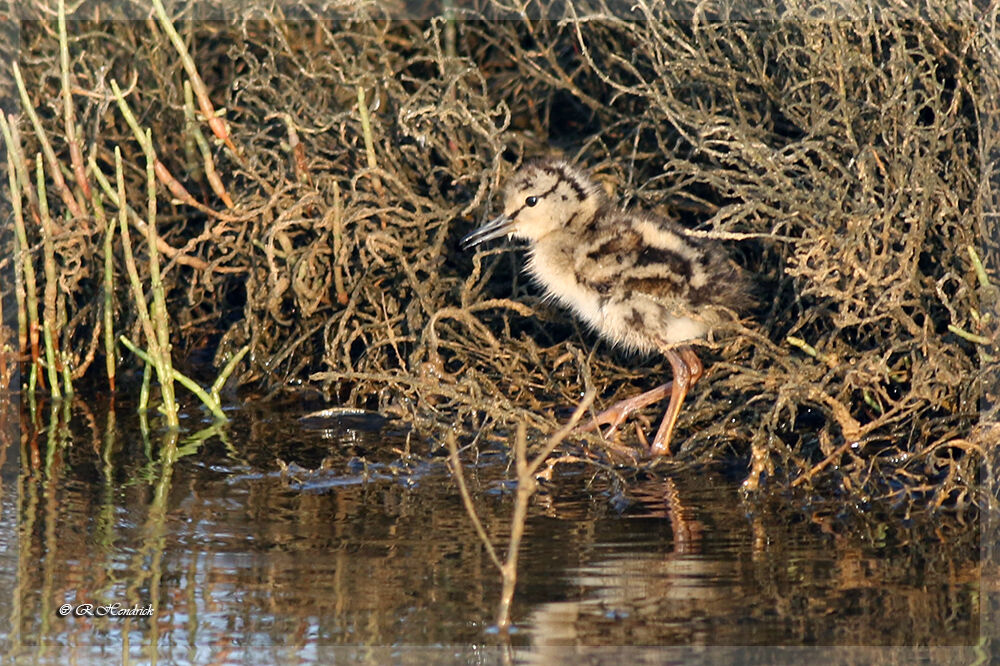 Common Redshank