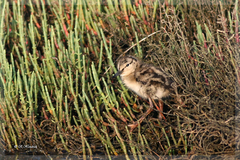 Common Redshank