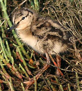 Common Redshank