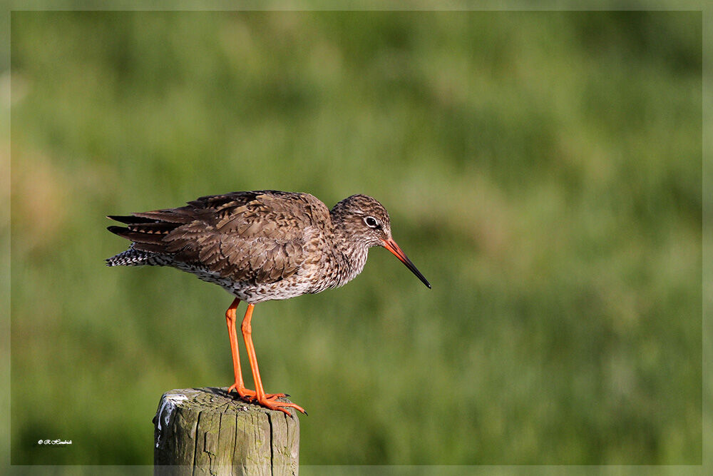 Common Redshank