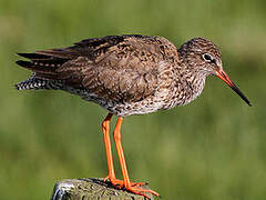 Common Redshank