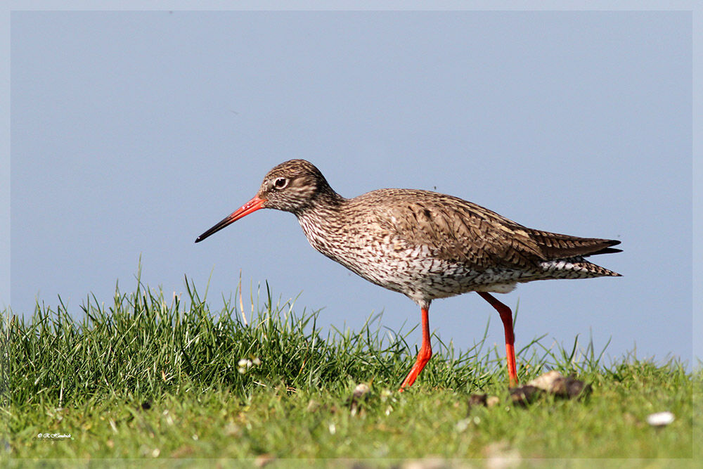 Common Redshank