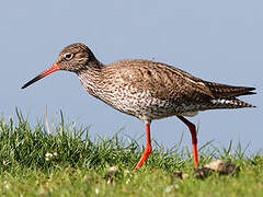 Common Redshank