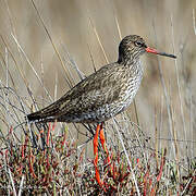 Common Redshank