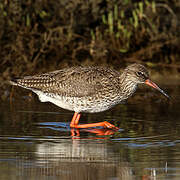 Common Redshank