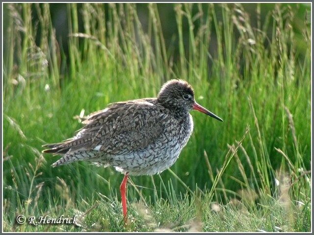 Common Redshank