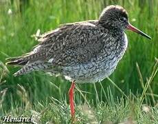 Common Redshank