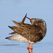 Common Redshank