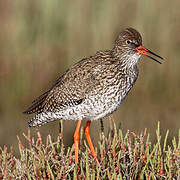 Common Redshank