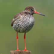Common Redshank