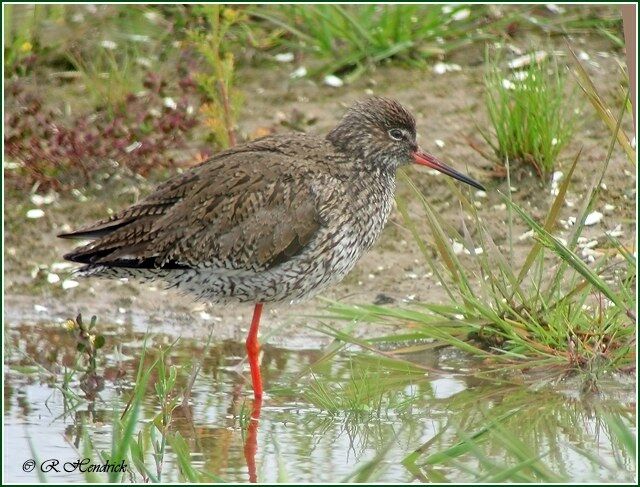 Common Redshank