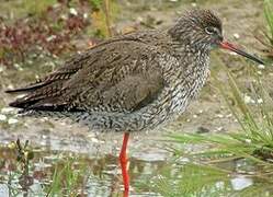 Common Redshank