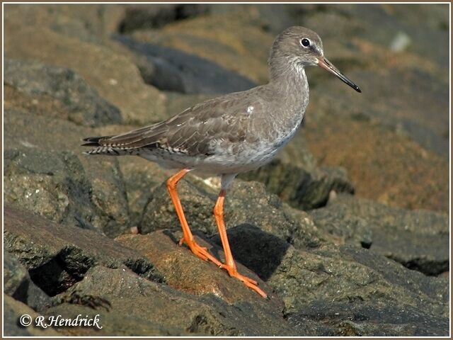 Common Redshank