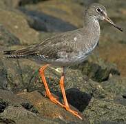 Common Redshank