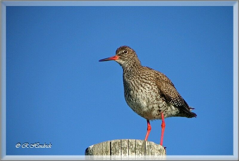 Common Redshank