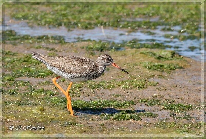 Common Redshank