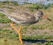 Common Redshank