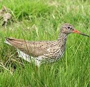 Common Redshank