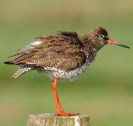 Common Redshank