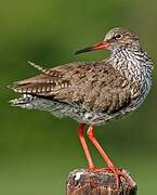 Common Redshank