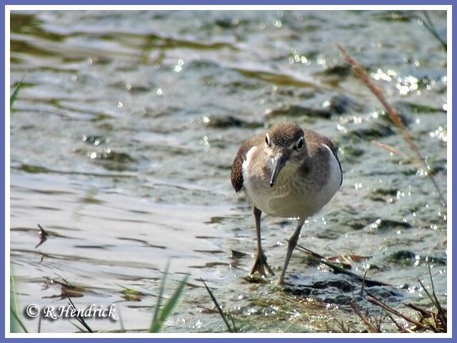 Common Sandpiper