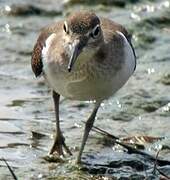 Common Sandpiper