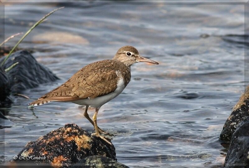 Common Sandpiper