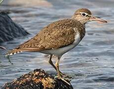 Common Sandpiper