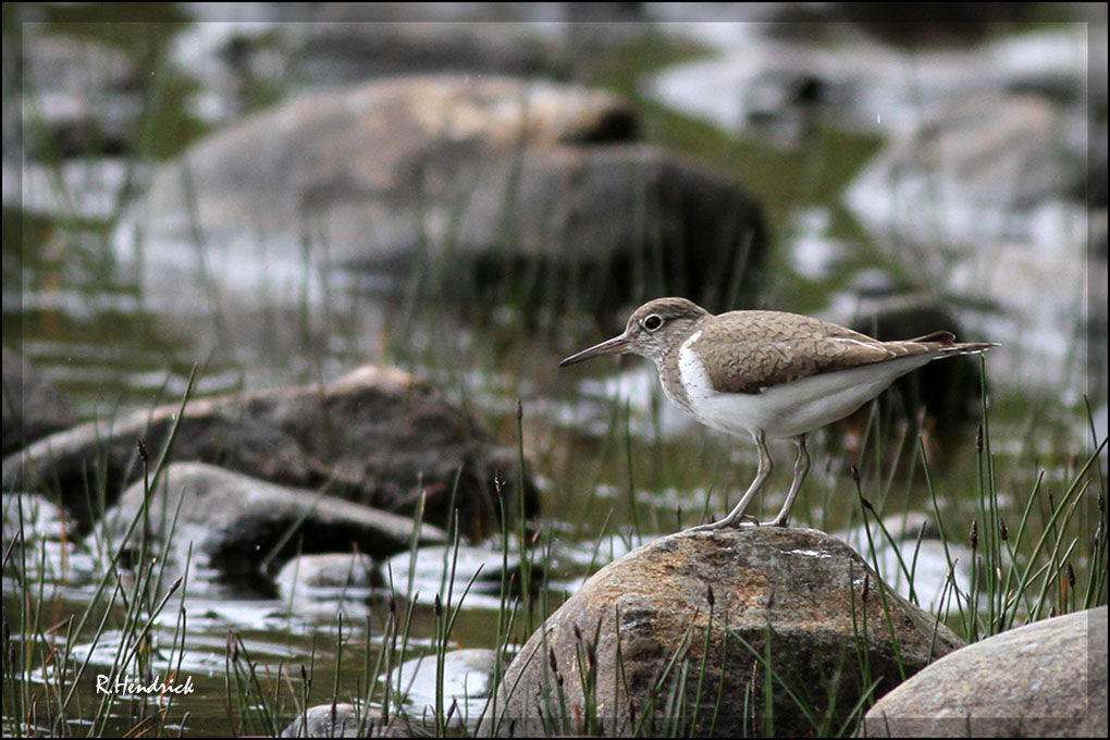 Common Sandpiper