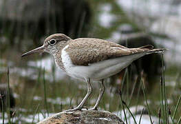 Common Sandpiper