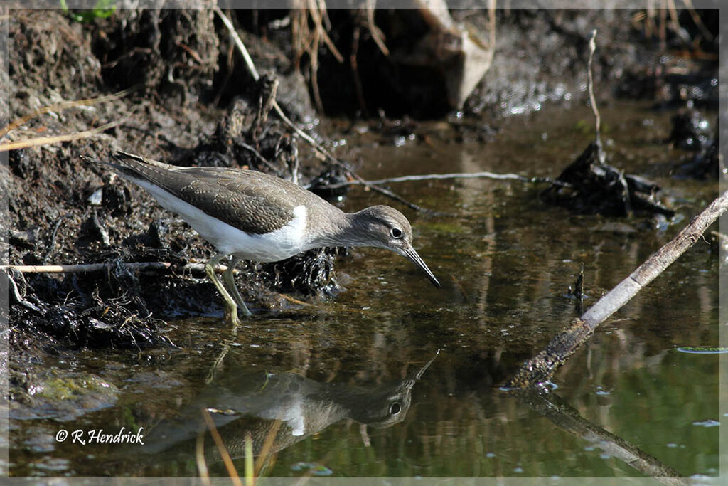 Common Sandpiper