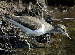 Common Sandpiper