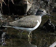 Common Sandpiper