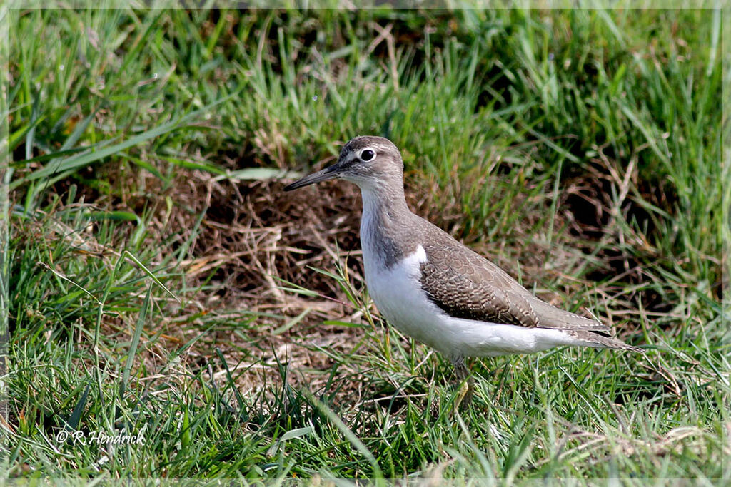 Common Sandpiper