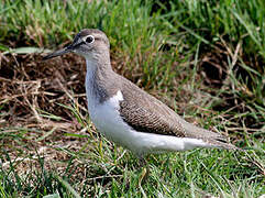 Common Sandpiper