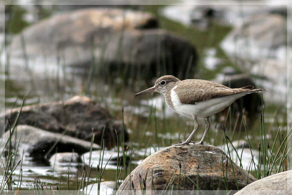 Common Sandpiper