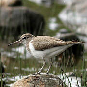 Common Sandpiper