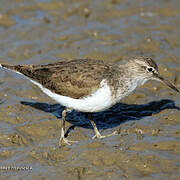 Common Sandpiper