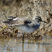 Wood Sandpiper