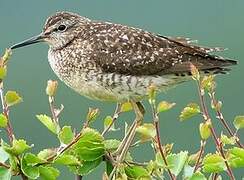 Wood Sandpiper